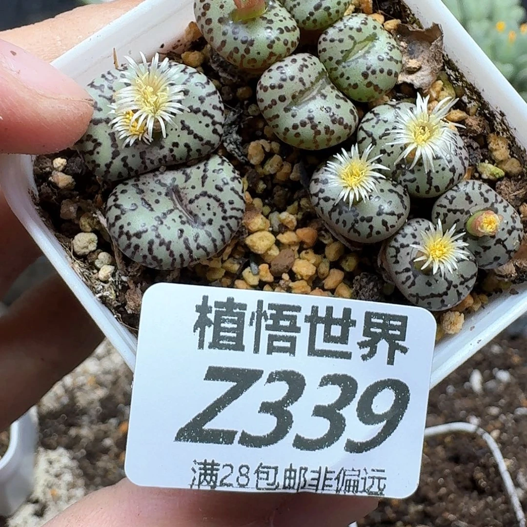 drzwdda多肉植物的润泽gb