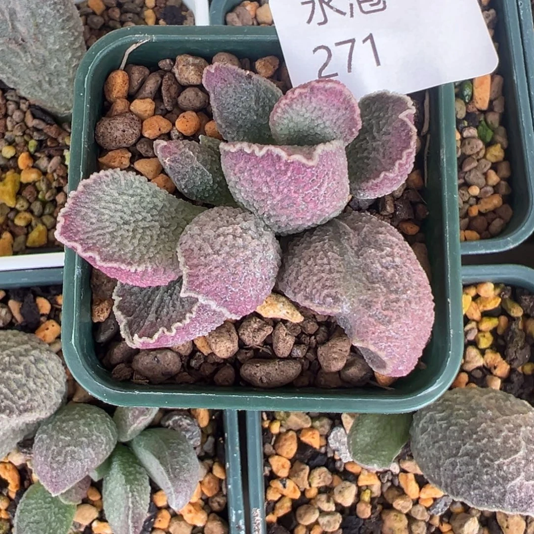 271猪肝一颗超好看上状态一颗