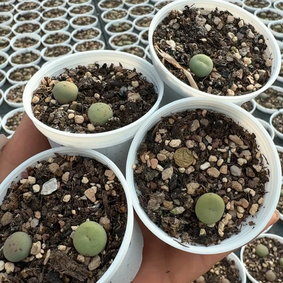 560六颗带盆土发货