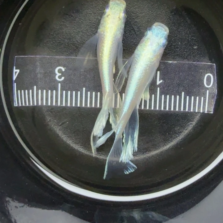 青鳉鱼粉天使301号