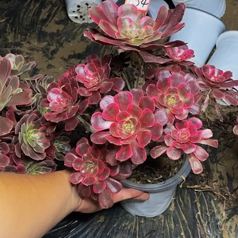 丽娜老桩捧花834号