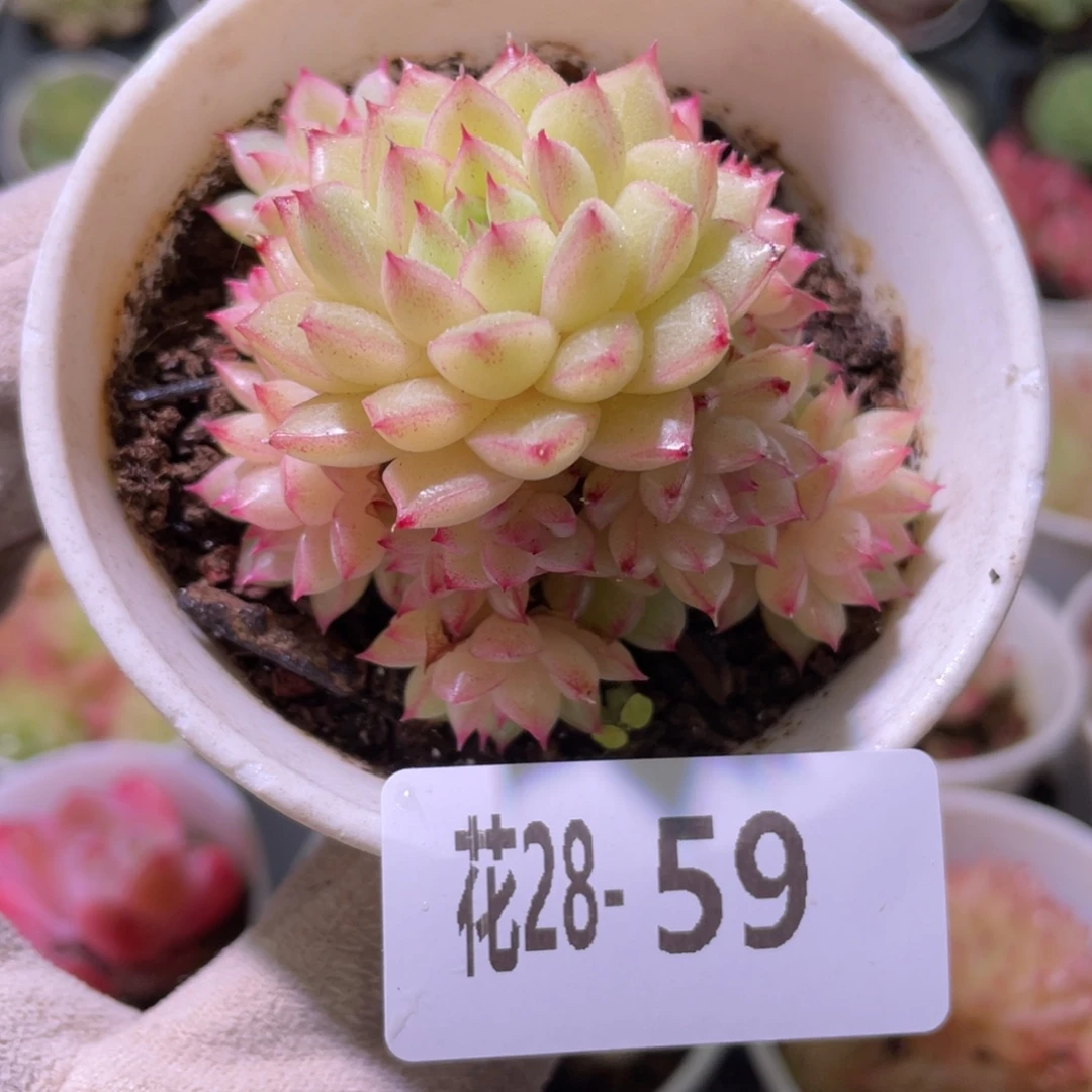 花利美28-59麦秆群