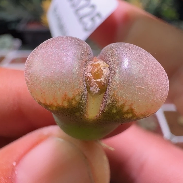 开播福利来啦。  225