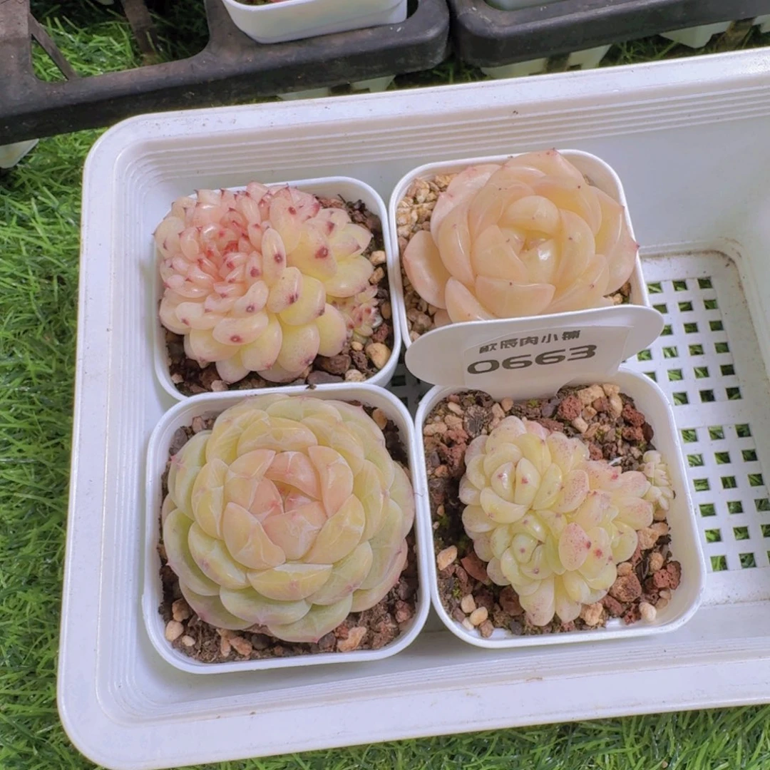 S***3多肉植物杂交一筐0663