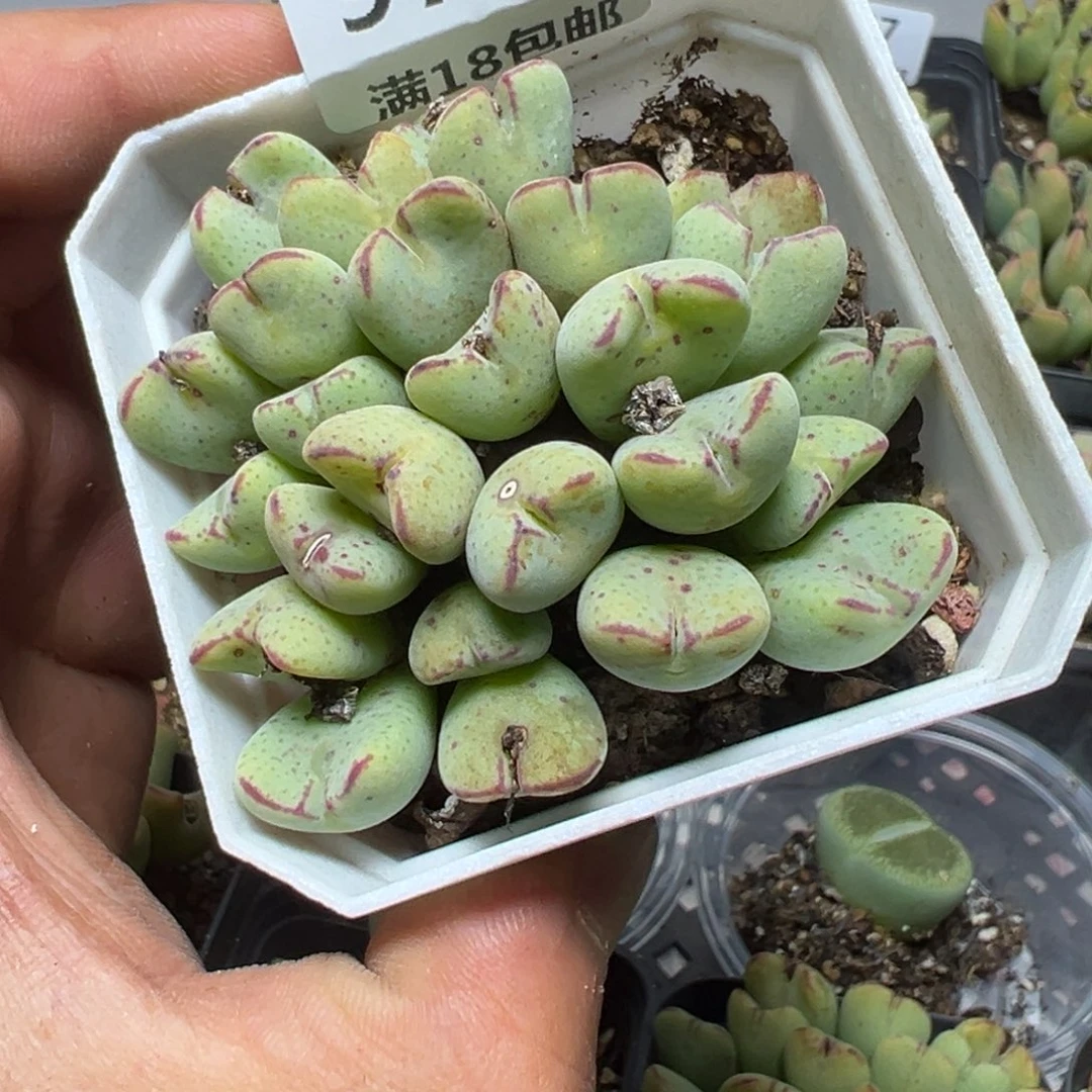 【闪购商品】 978。