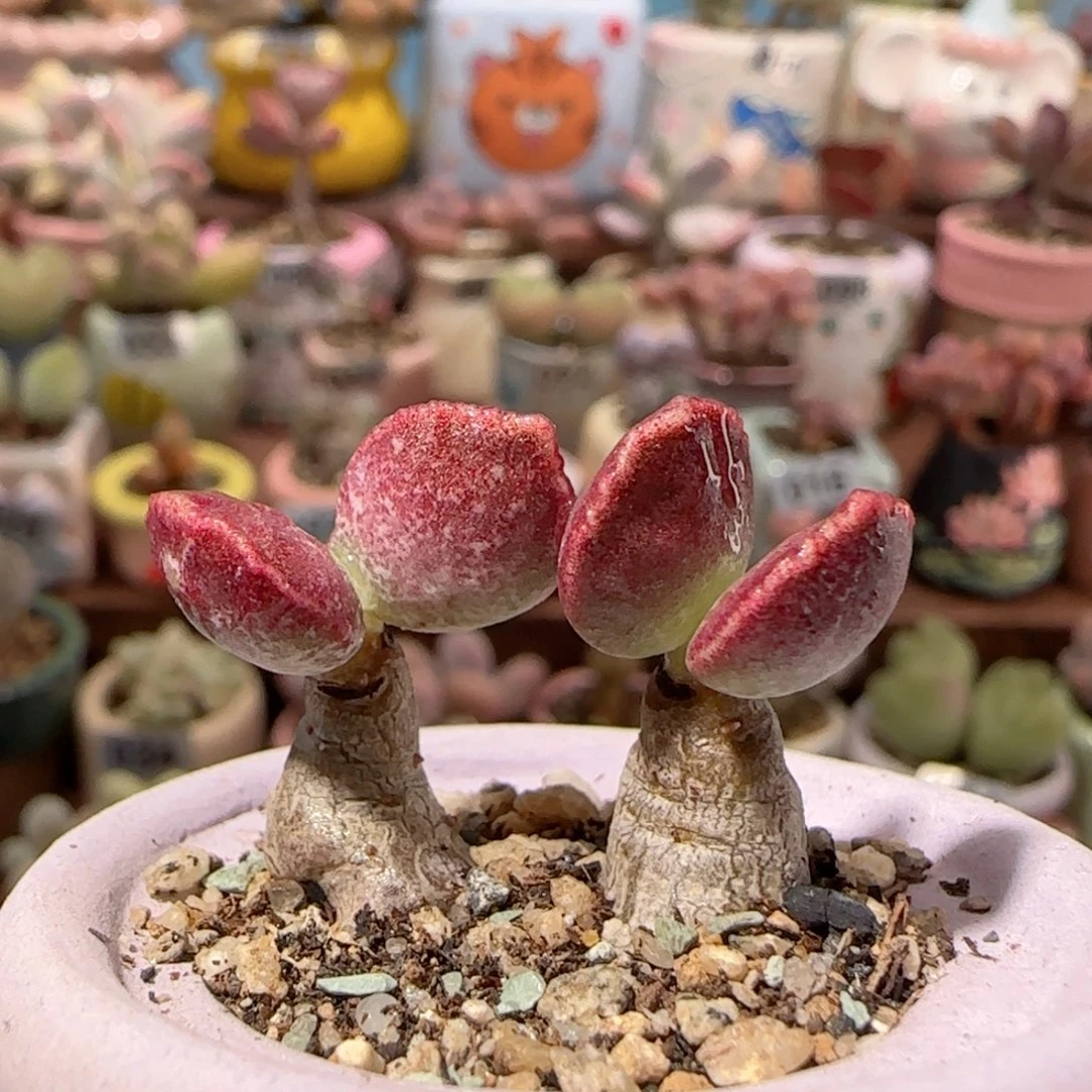 厚叶红舒提 盆口3cm