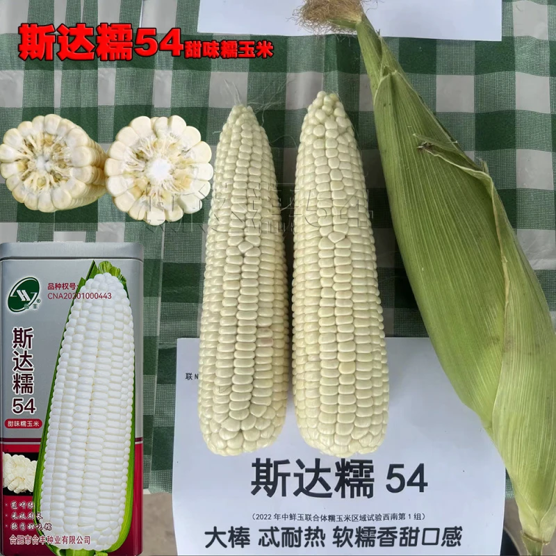 忒耐热玉米种子斯达糯54大棒鲜食软糯种籽抗病高产甜加糯苞米大田