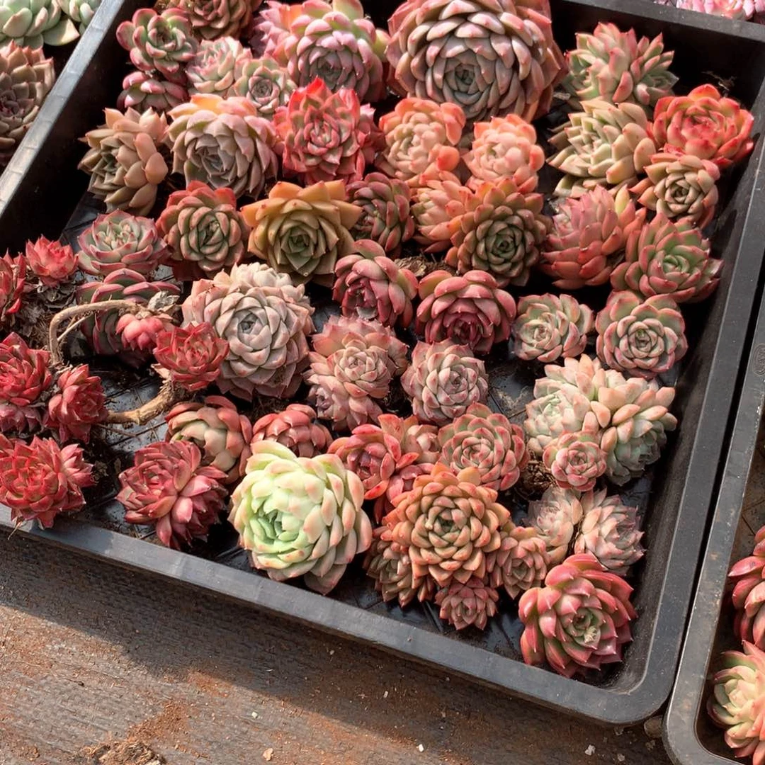 ?****?6894瑕疵不售后框