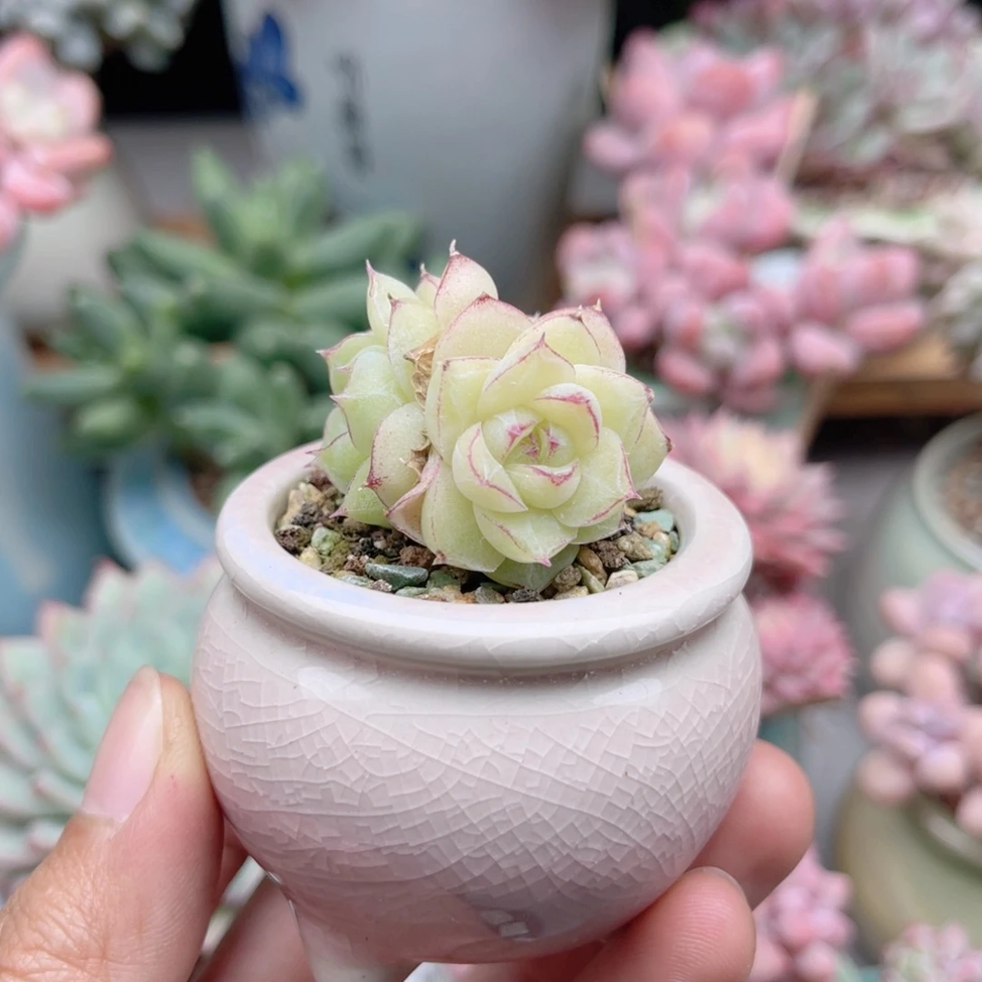 479 麦秆杂交 带陶瓷盆发货 一物一拍