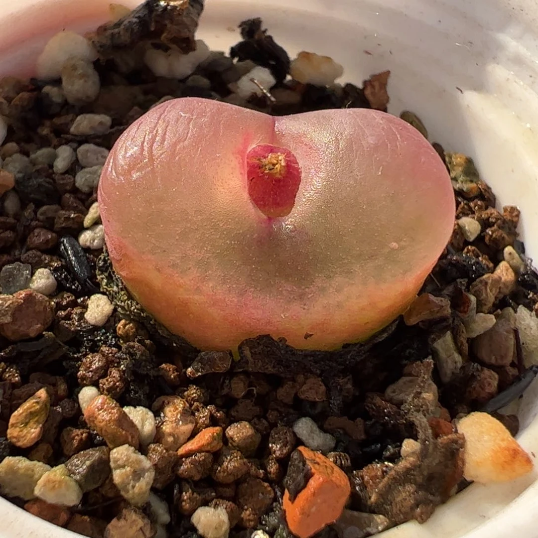 088多肉植物组合