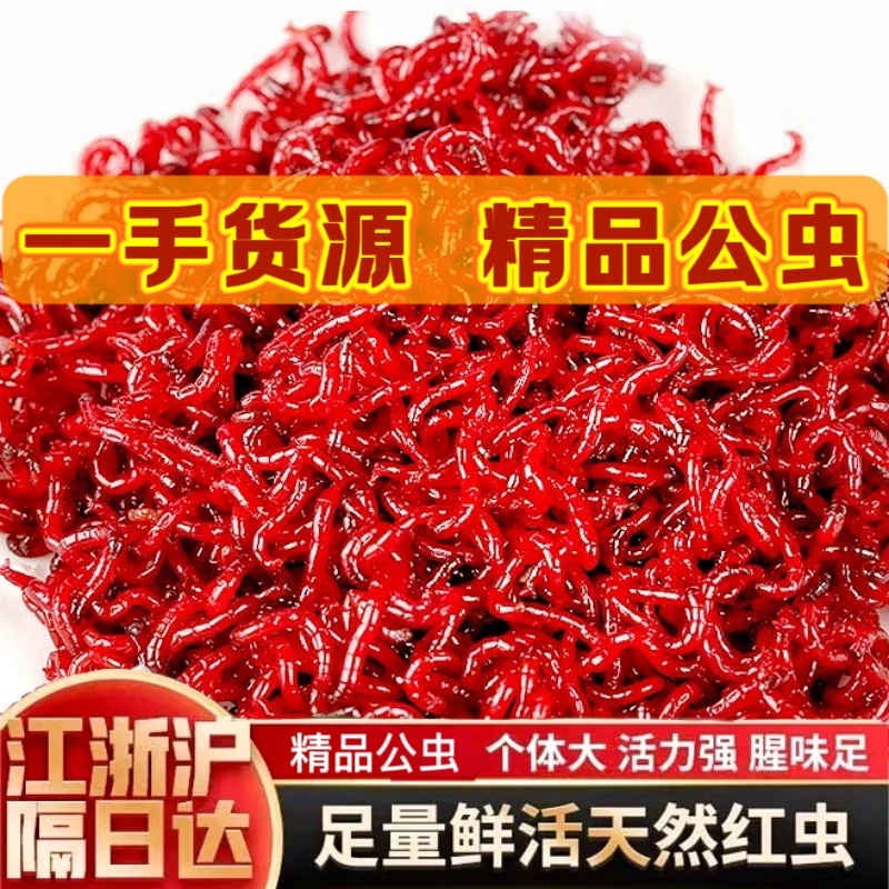 【净虫发货】特大红虫活饵鲜活黑坑野钓黑头公虫鲫鱼饵料现货顺发