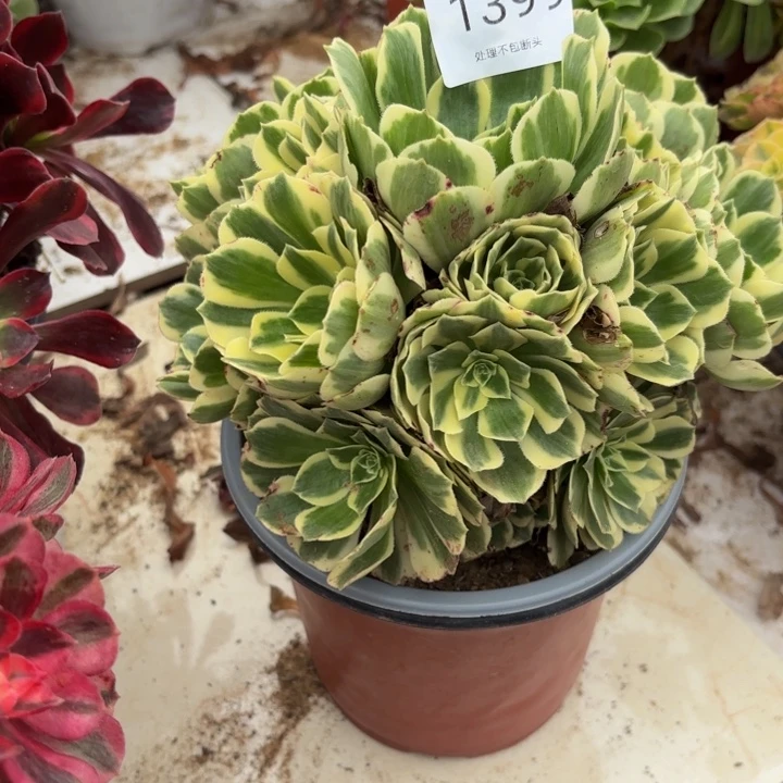 迈巴赫多肉处理不包断头1399