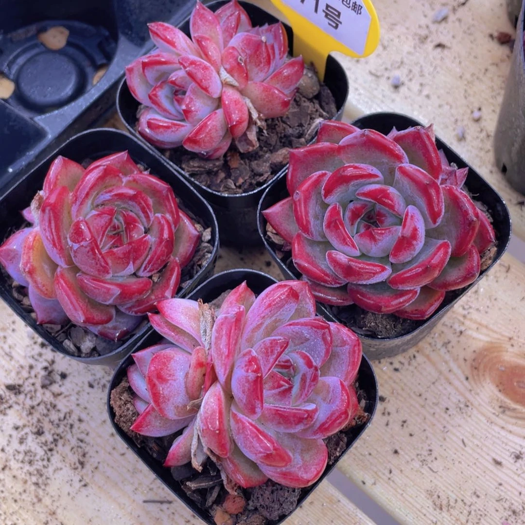 471号 开播福利全状态紫透夜魔侠双头一个