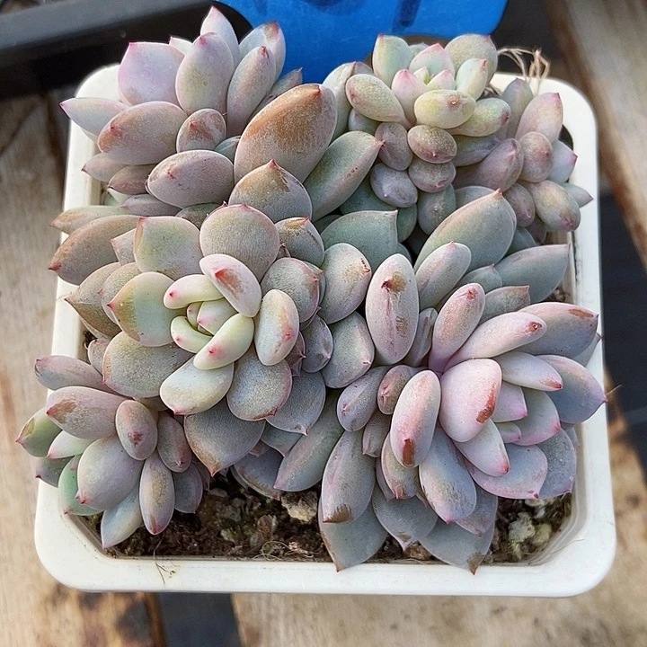 多肉植物帕地星星6154