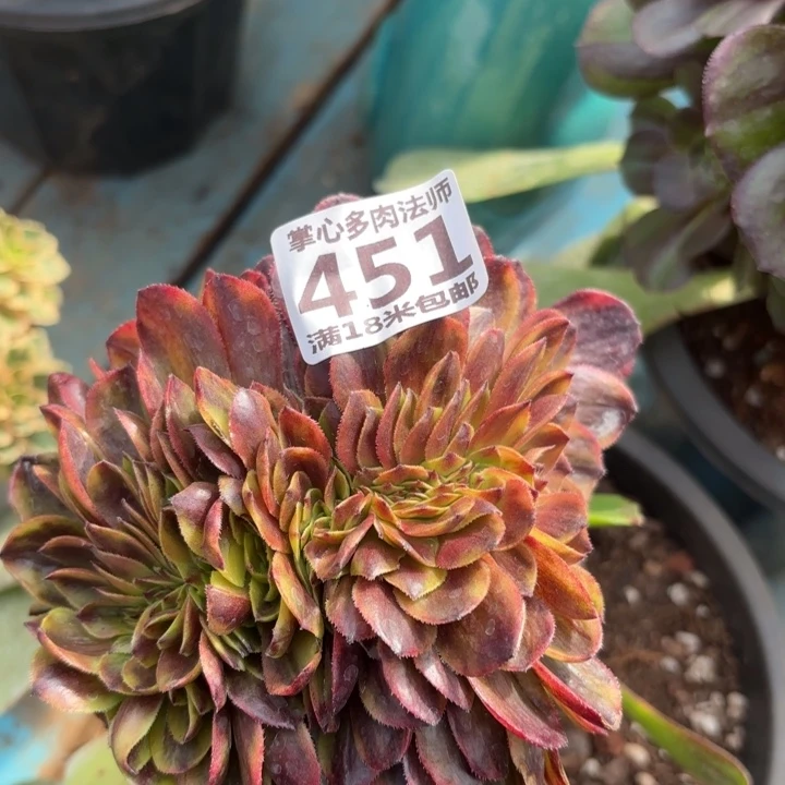 451万家丽缀化掌心多肉法师锦，我