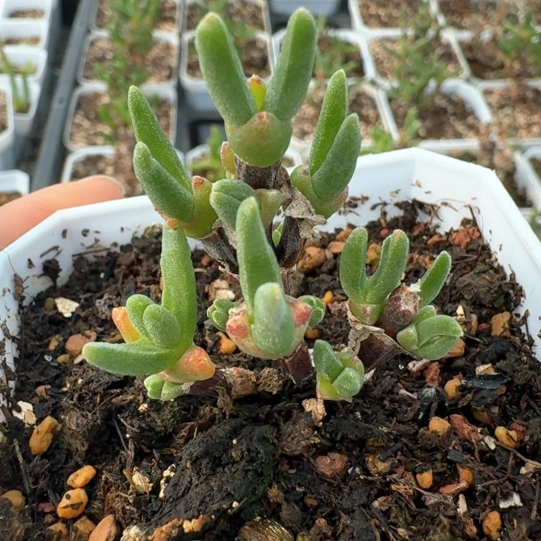 667带盆土发货枝干兔子