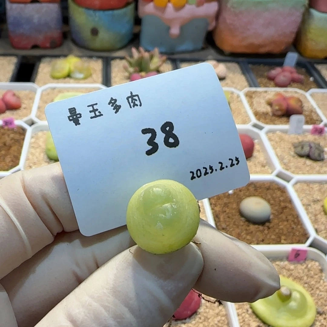 不***?多肉多肉多肉2.25-038