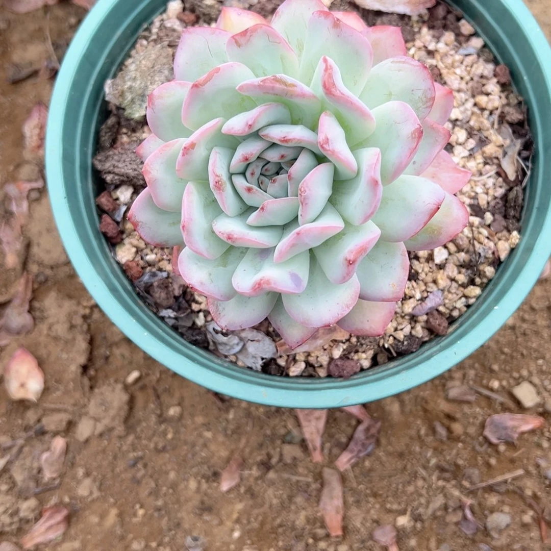 精品多肉植物老桩