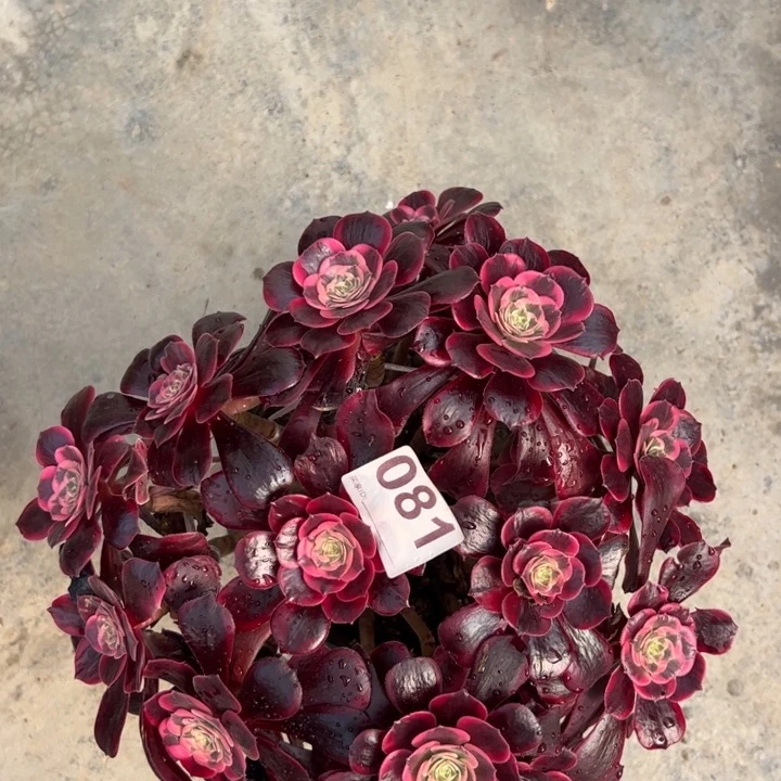 081凤冠25厘米左右