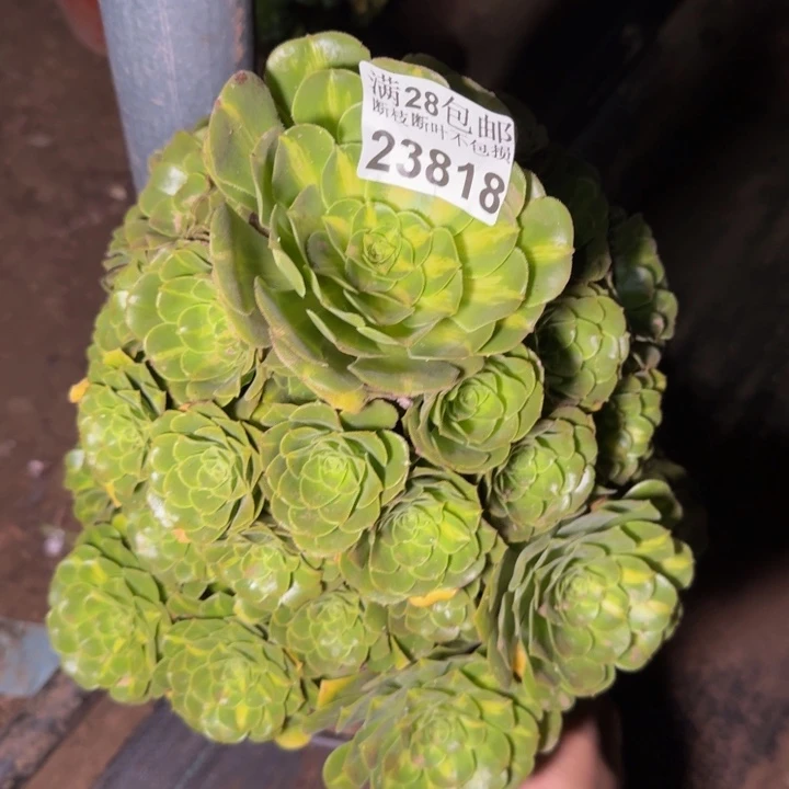 23818琉璃不包断枝多肉