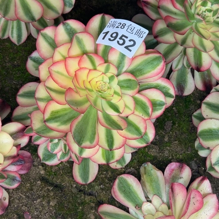 1952南倾城多肉植物