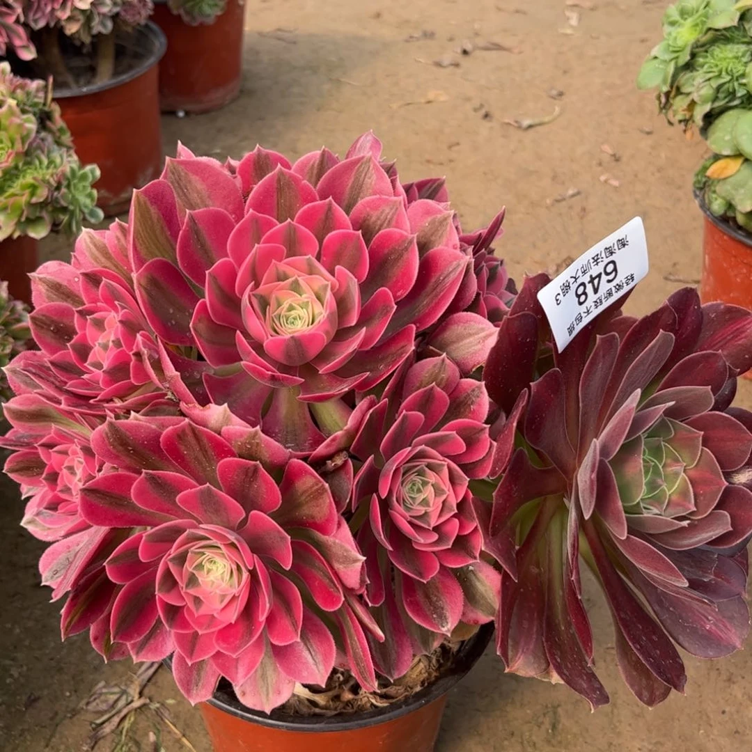 648粉女巫多肉植物法师