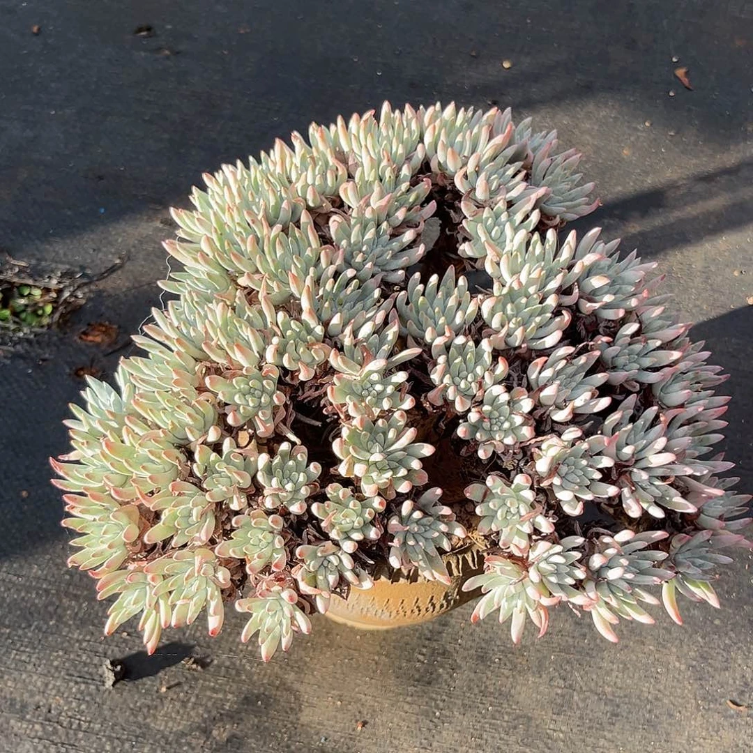 白露，仙女杯多肉