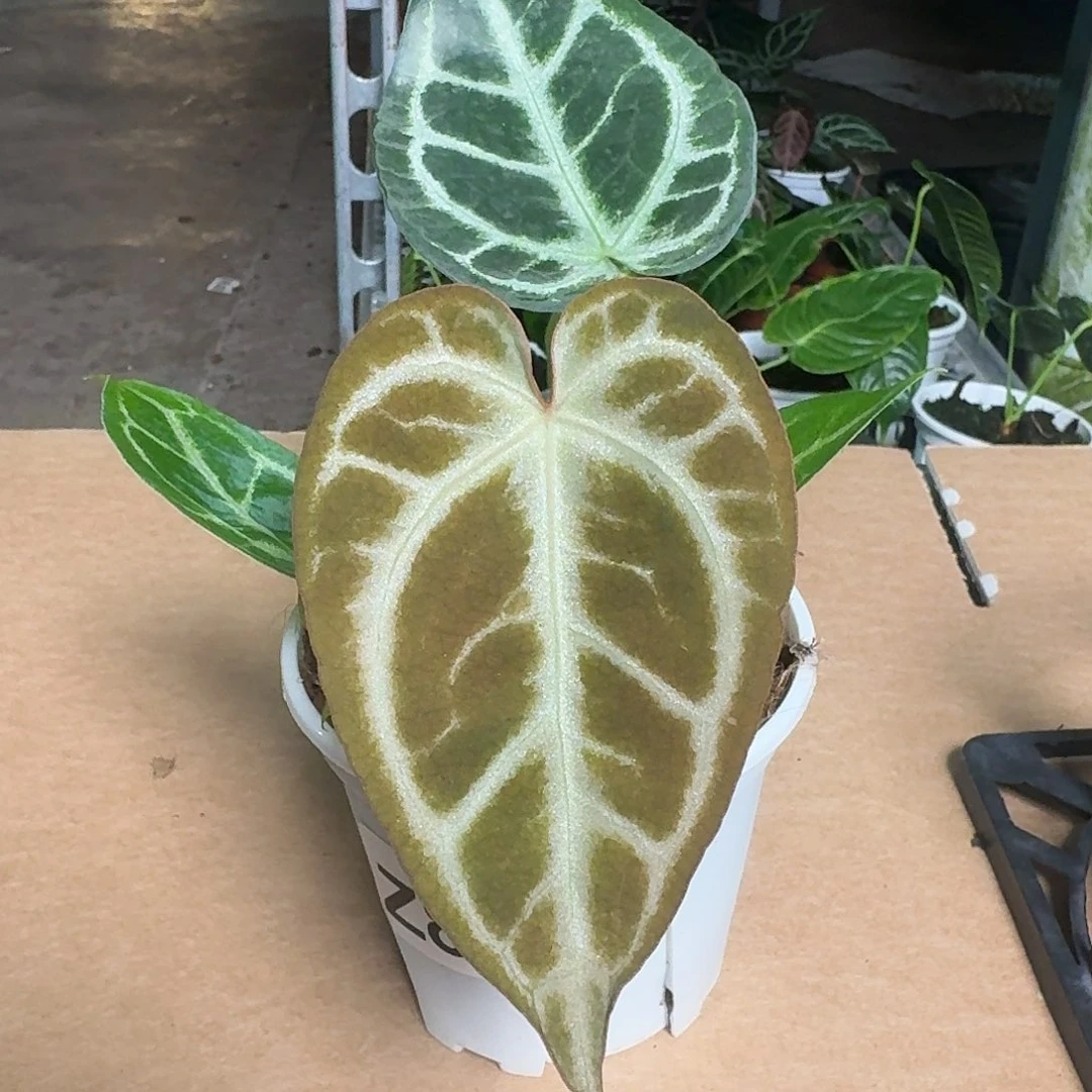 完全开放Z86花烛一物一拍