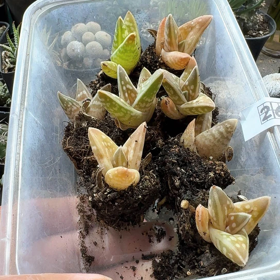 260千代田芦荟脱土发货一个随机
