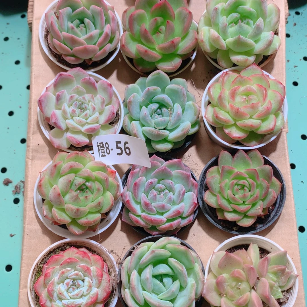 8-56一物一拍多肉带盆18颗