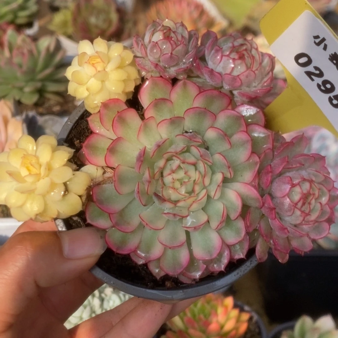 295黄覆轮梦幻玫瑰锦锦锦锦锦