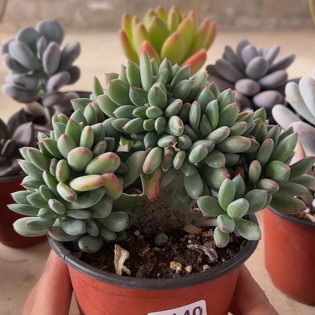 箜青新。 140。 11111111