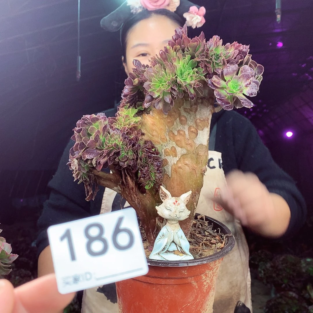 柒柒精品多肉脱土发货不包断侧枝186