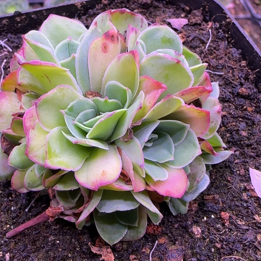 冰衍花球玫瑰6厘米1246768686