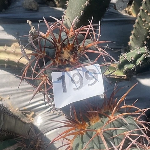 R*y199号袖蒲苗接超刺天平