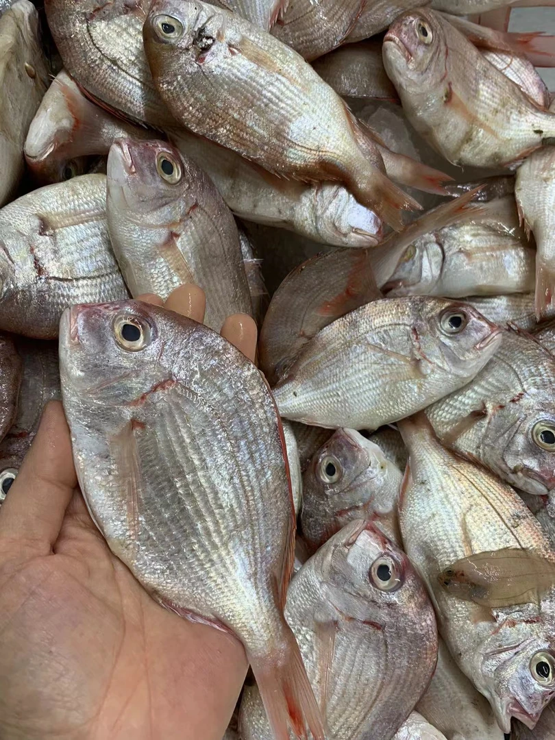 广东新鲜海捕红立鱼【大号1斤8-10条，小号1斤11-13条左右，到手5斤】