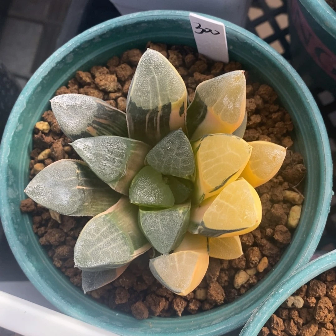 一颗实生大克锦。