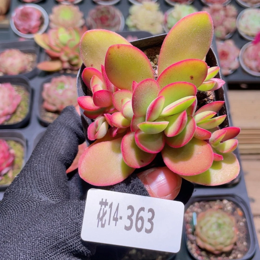 花利美14-363糖果锦