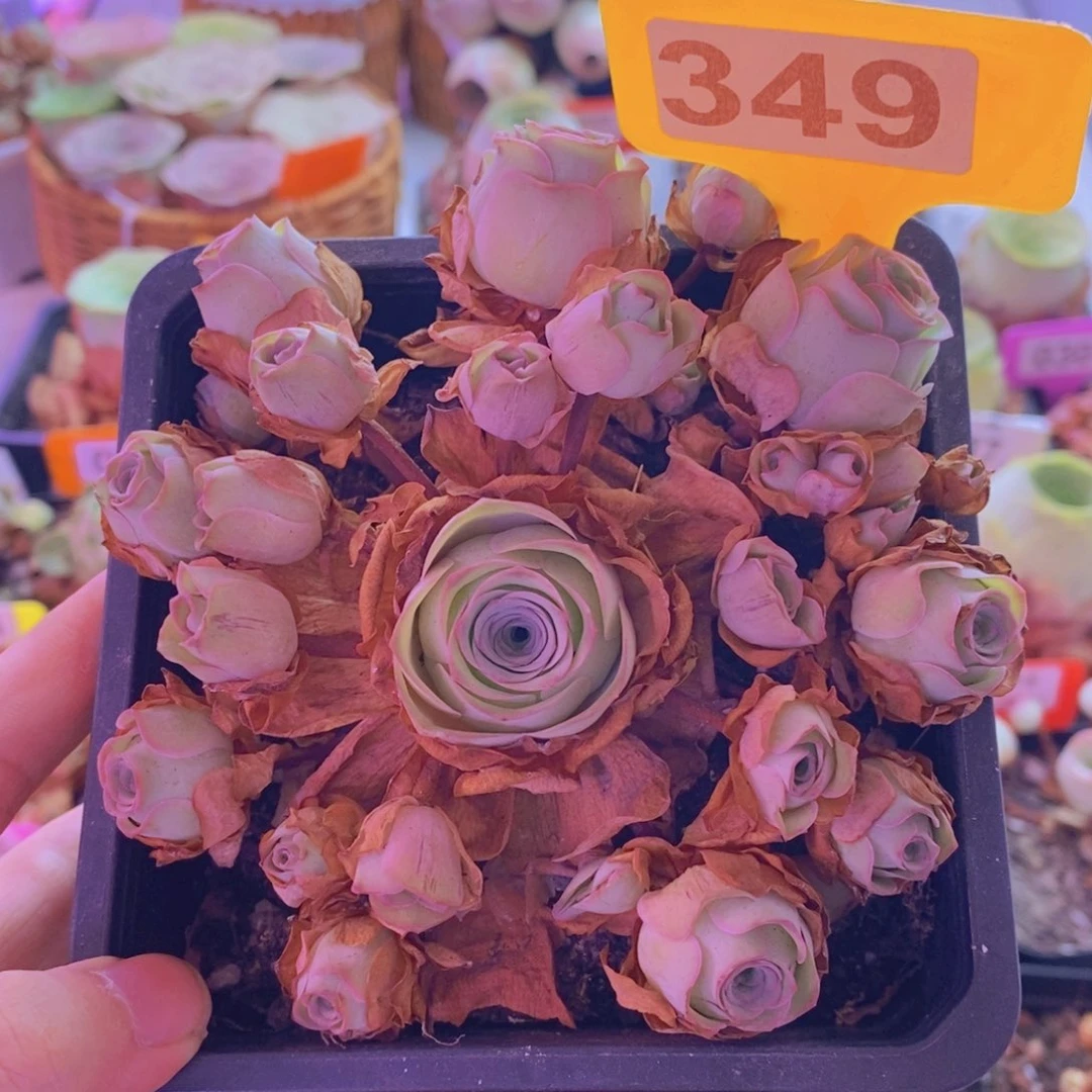 山地玫瑰一物一拍月影寒349