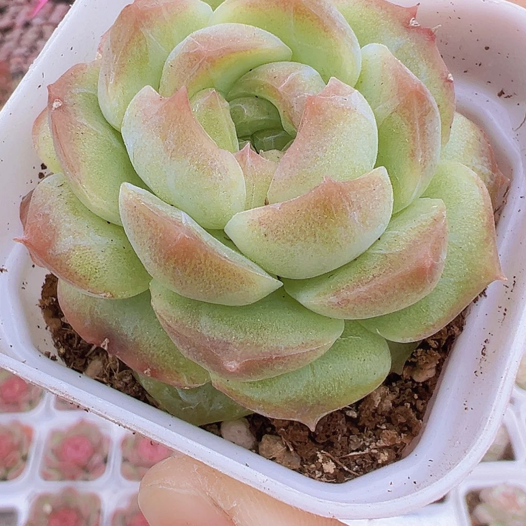 白幻梦琉璃19包邮多肉植物