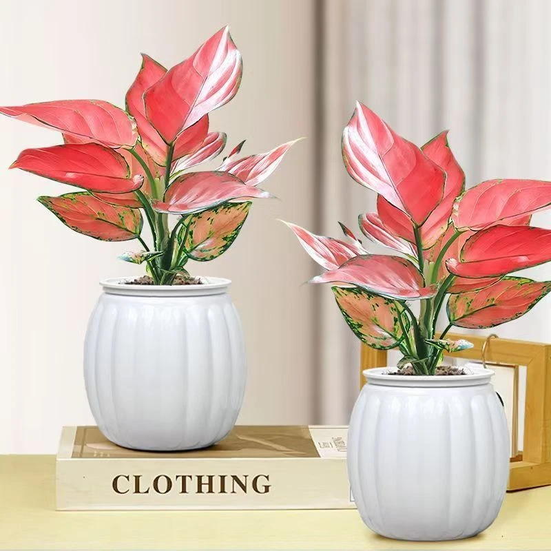 吉利红如意盆栽室内水培植物吸除甲醛四季好养2