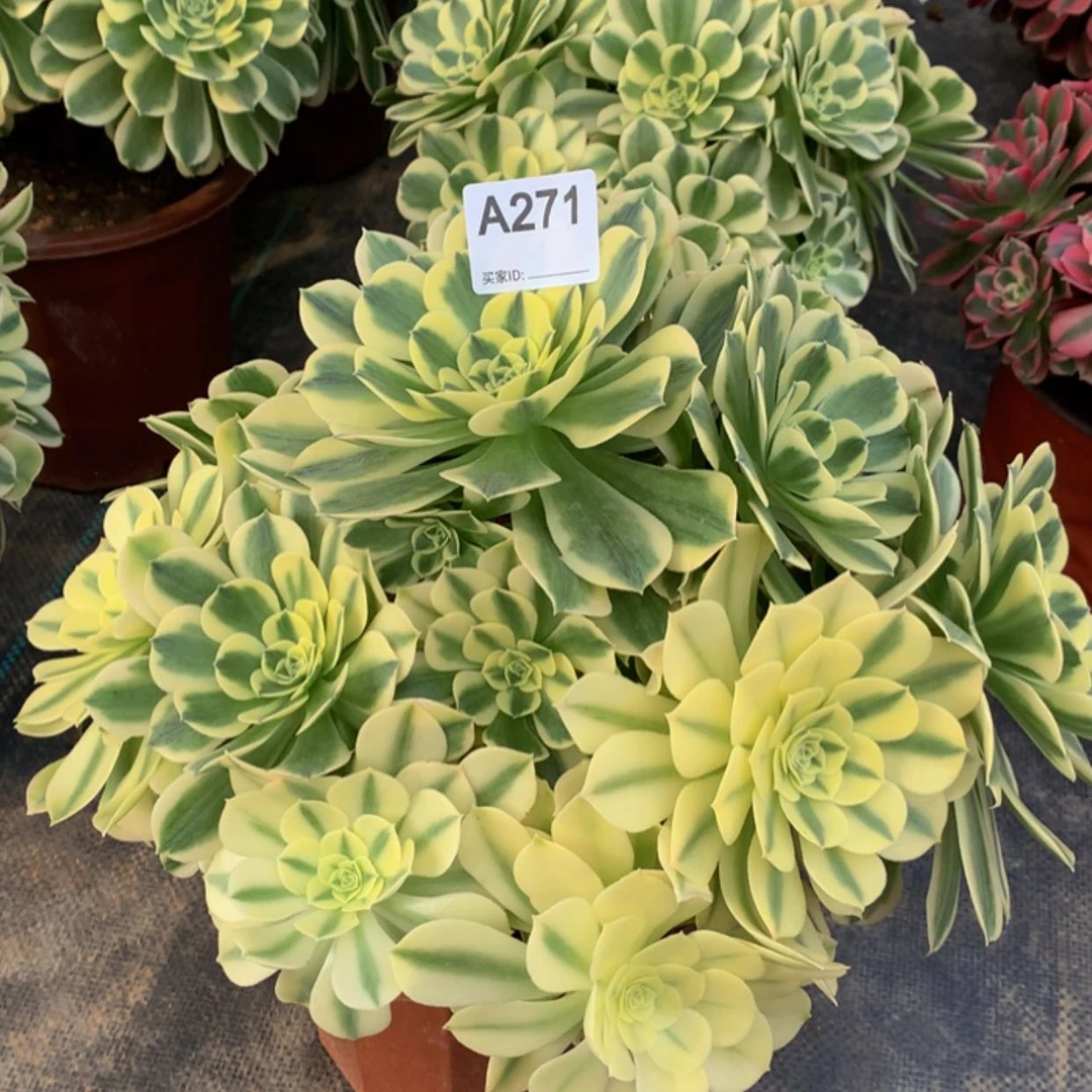 【闪购商品】271绿豆沙