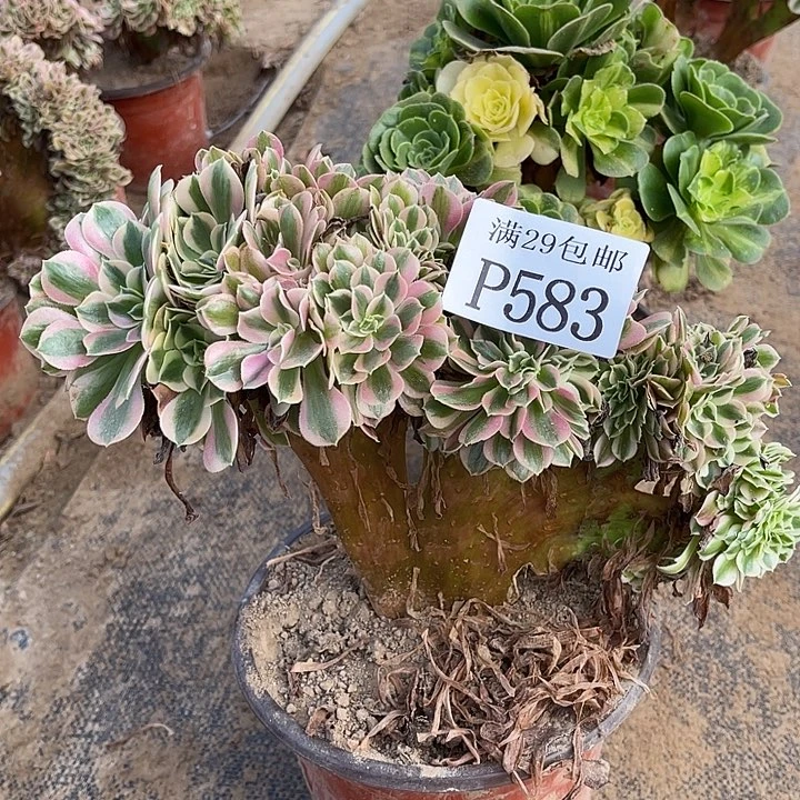 583粉女巫坠多肉植物