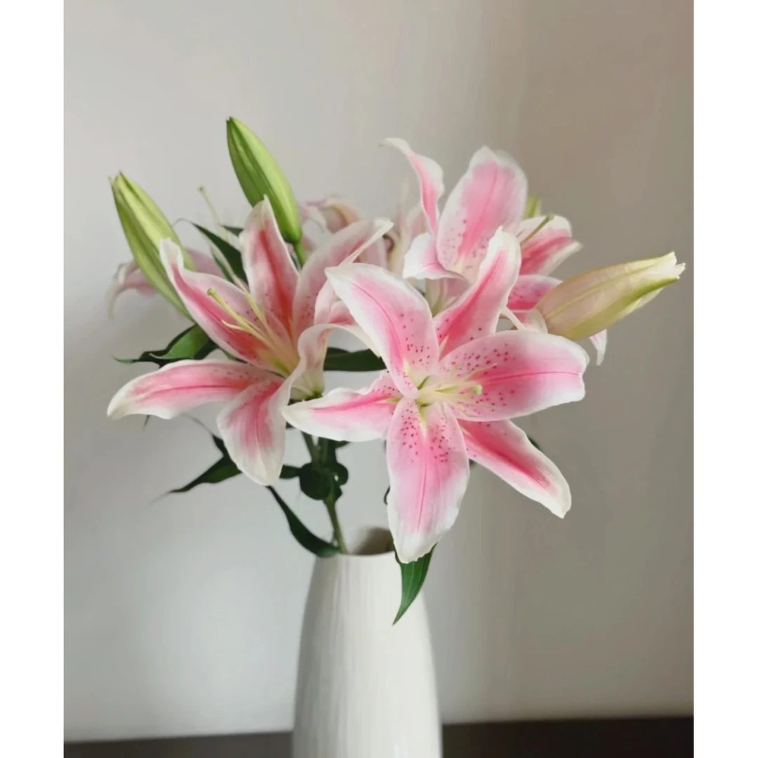 百合-索尔邦-3枝多头