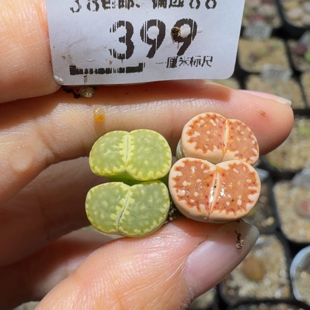 Y***ﾞSsss精品生石花399