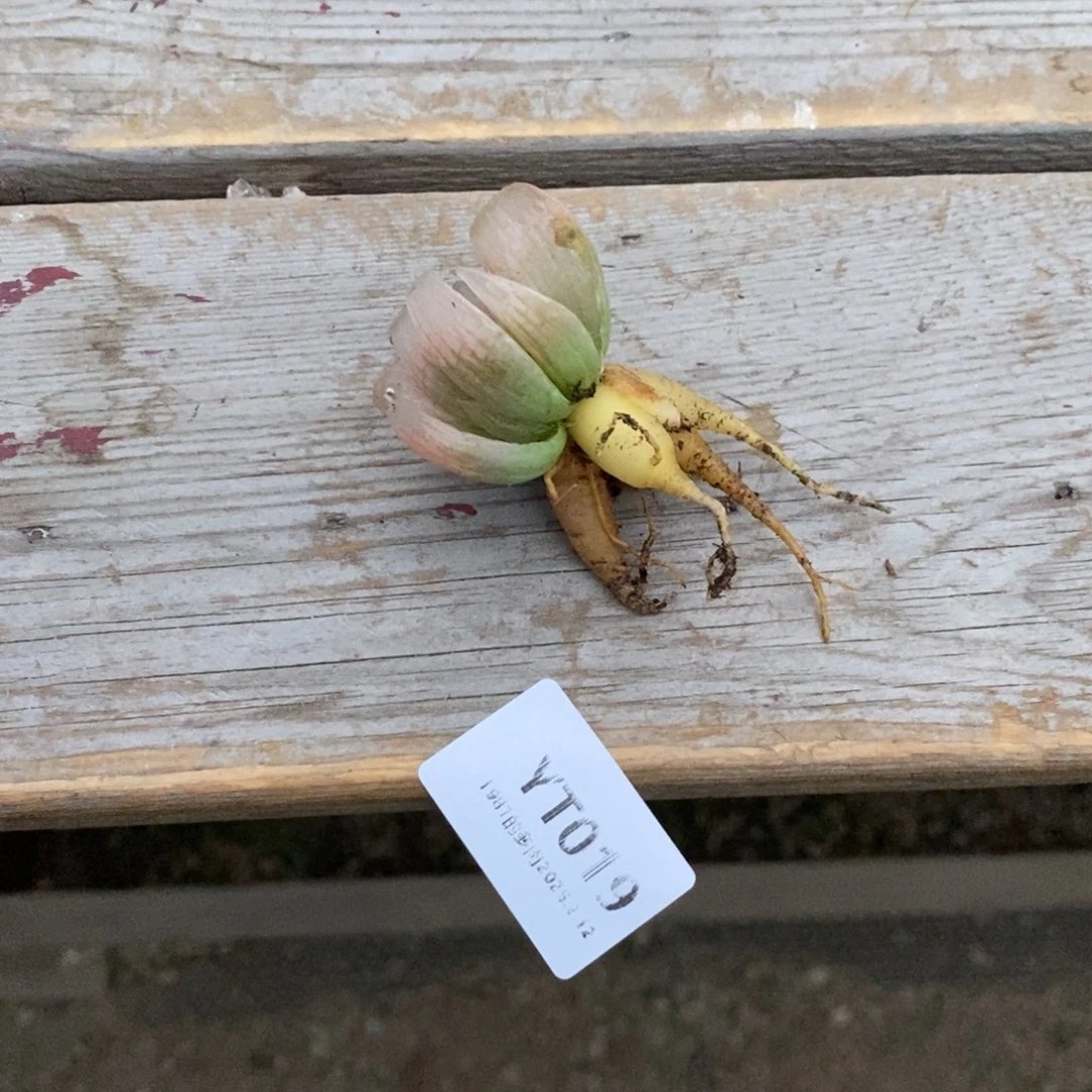 粗砂花盆佳****YT019rourpurou