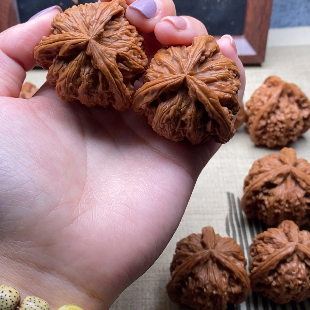 第*维白狮子11111211