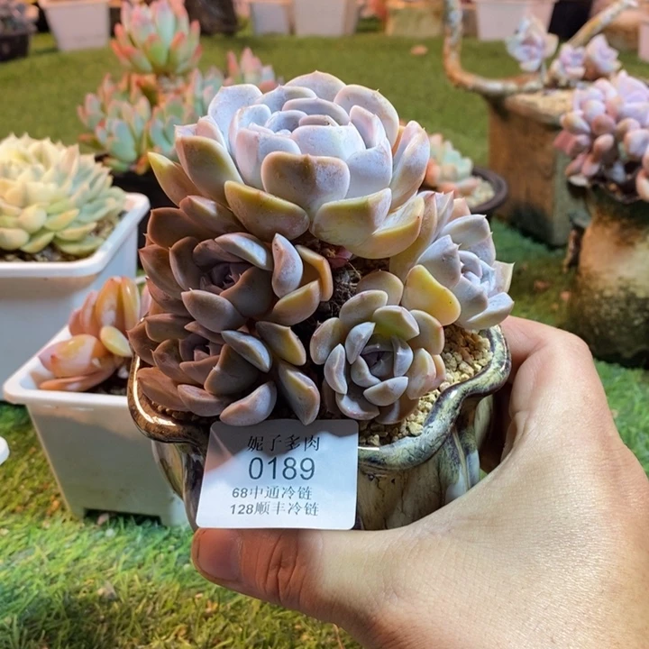 0189啊啊啊啊啊啊啊啊啊啊啊啊