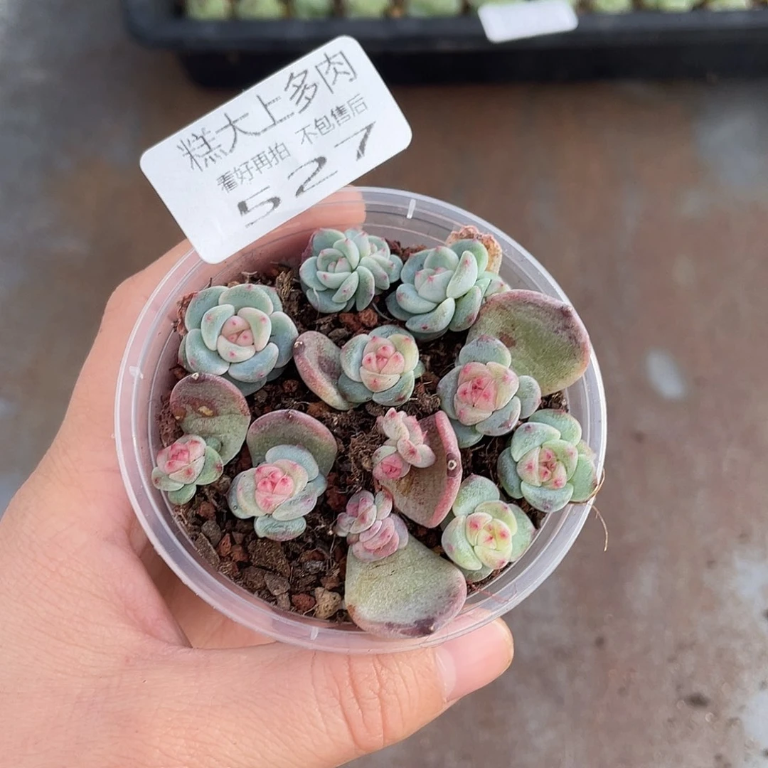 倾*糕大上多肉植物527