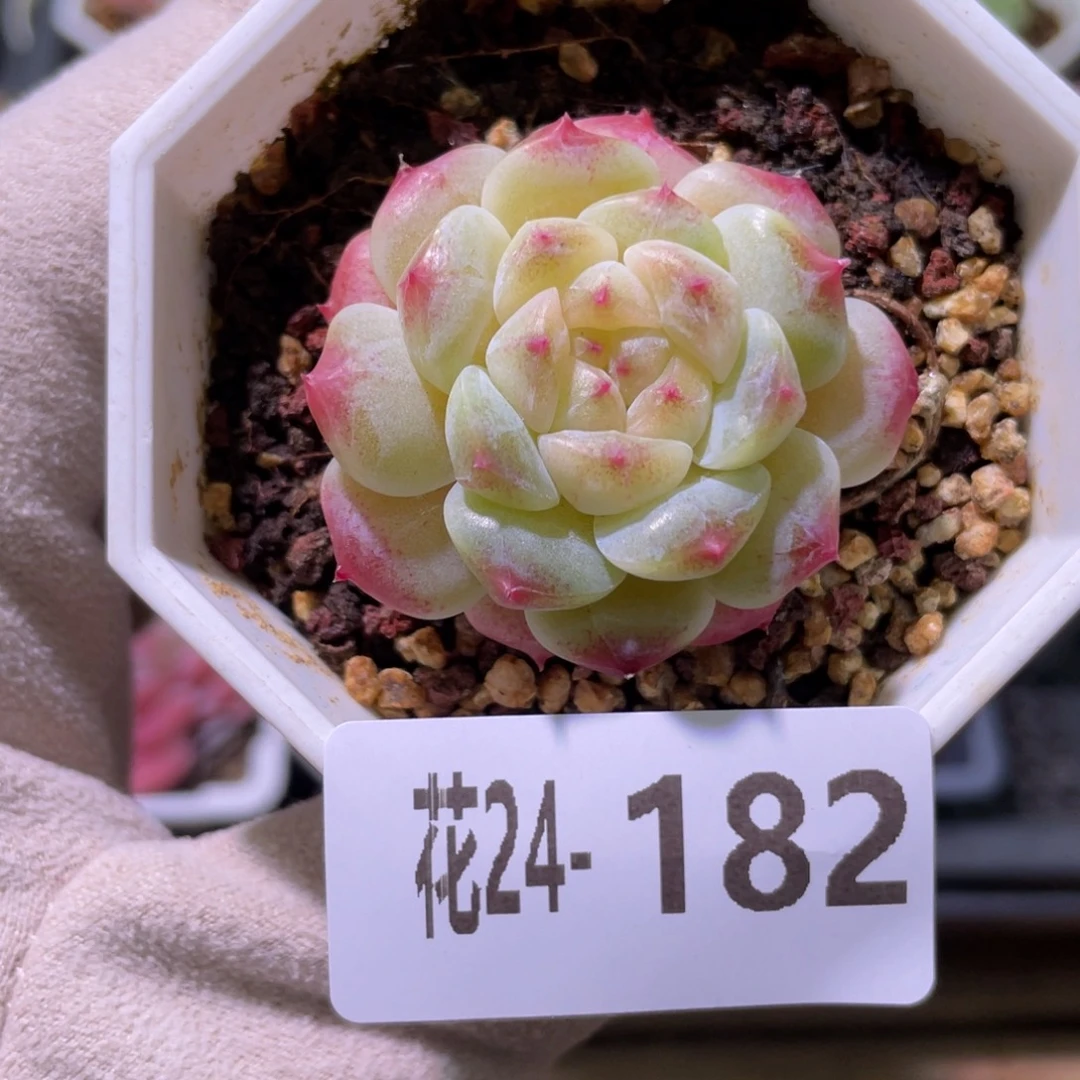 花利美24-182秘境冰魄